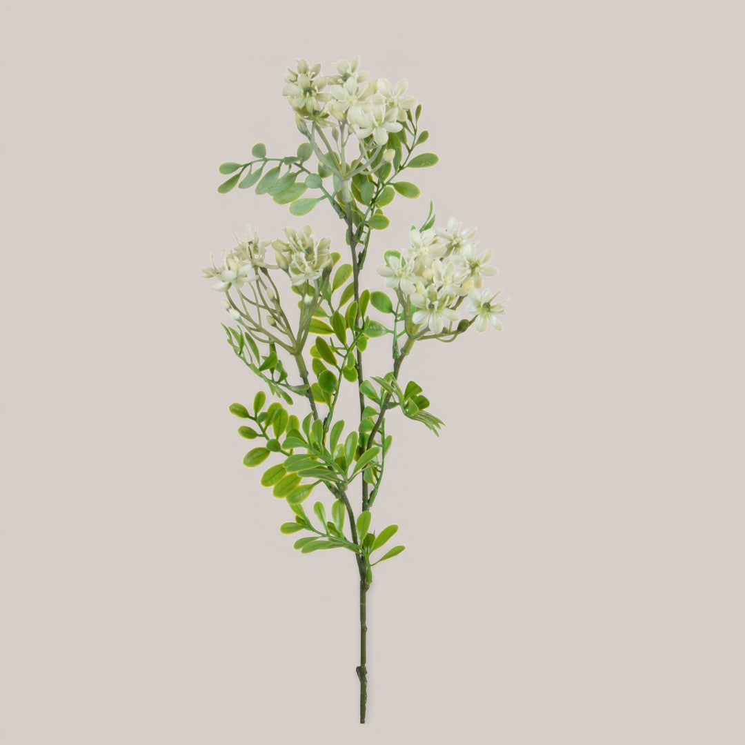 Kalanchoe Fiorita per 3 fiori • 60 cm