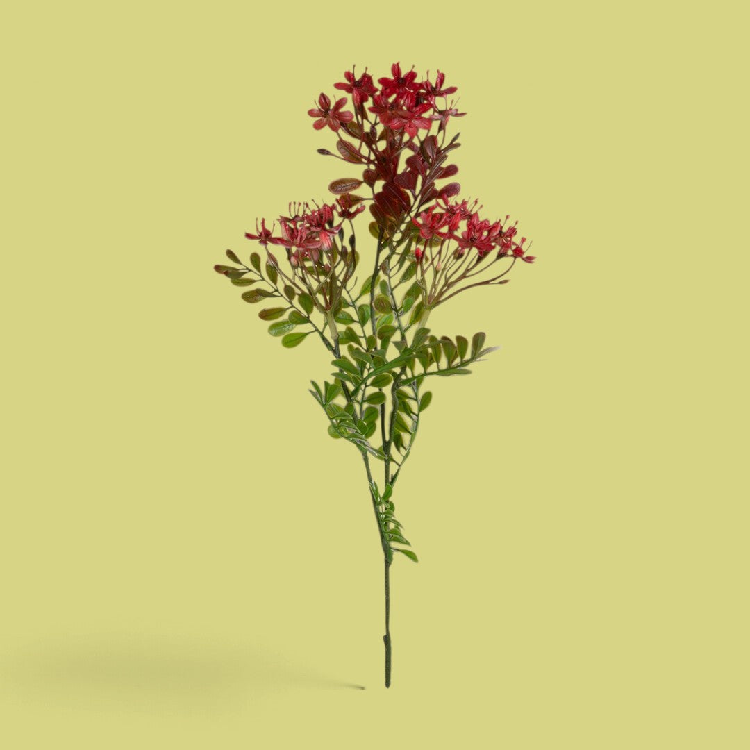 12 Pezzi • Kalanchoe Fiorita per 3 fiori • 60 cm