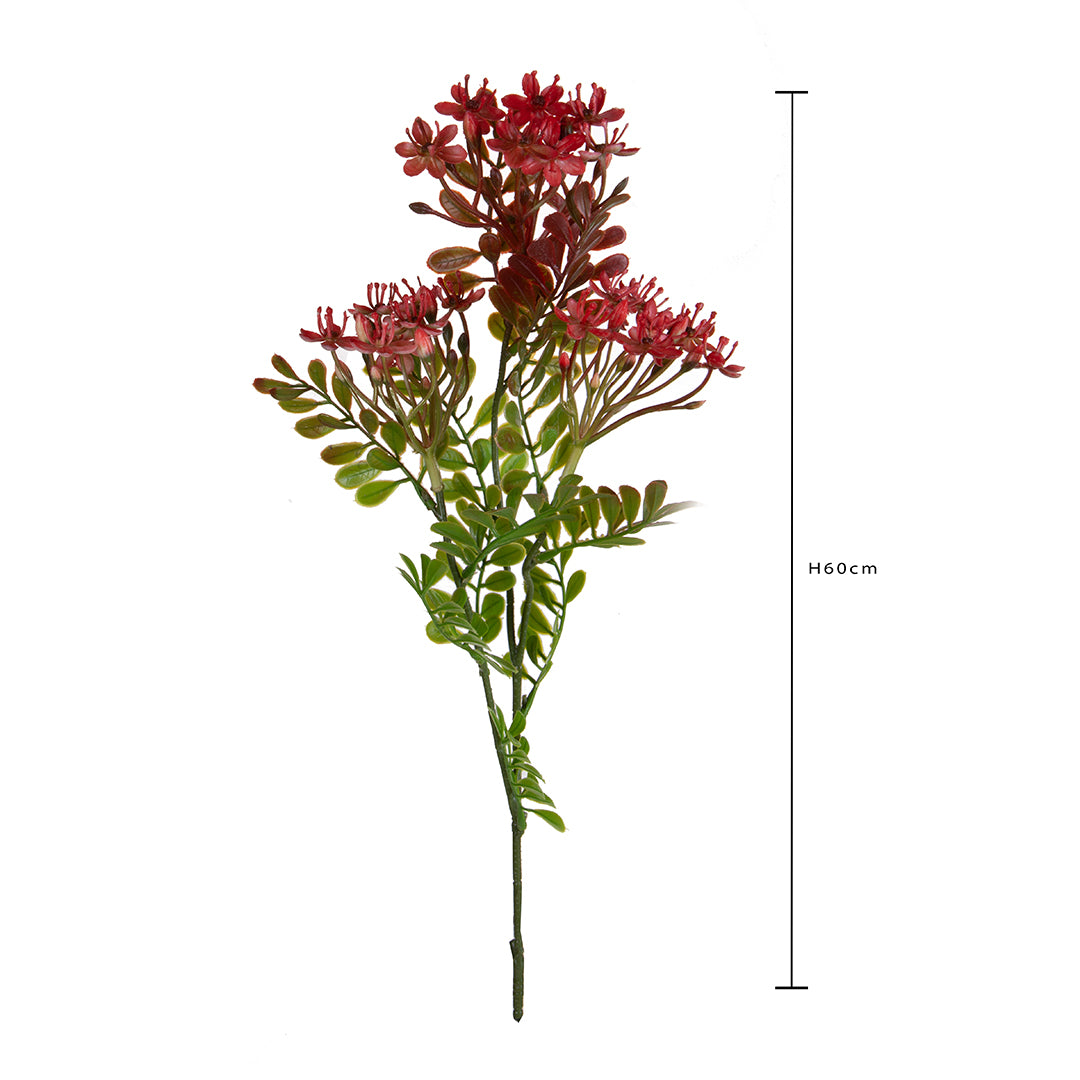 Kalanchoe Fiorita per 3 fiori • 60 cm