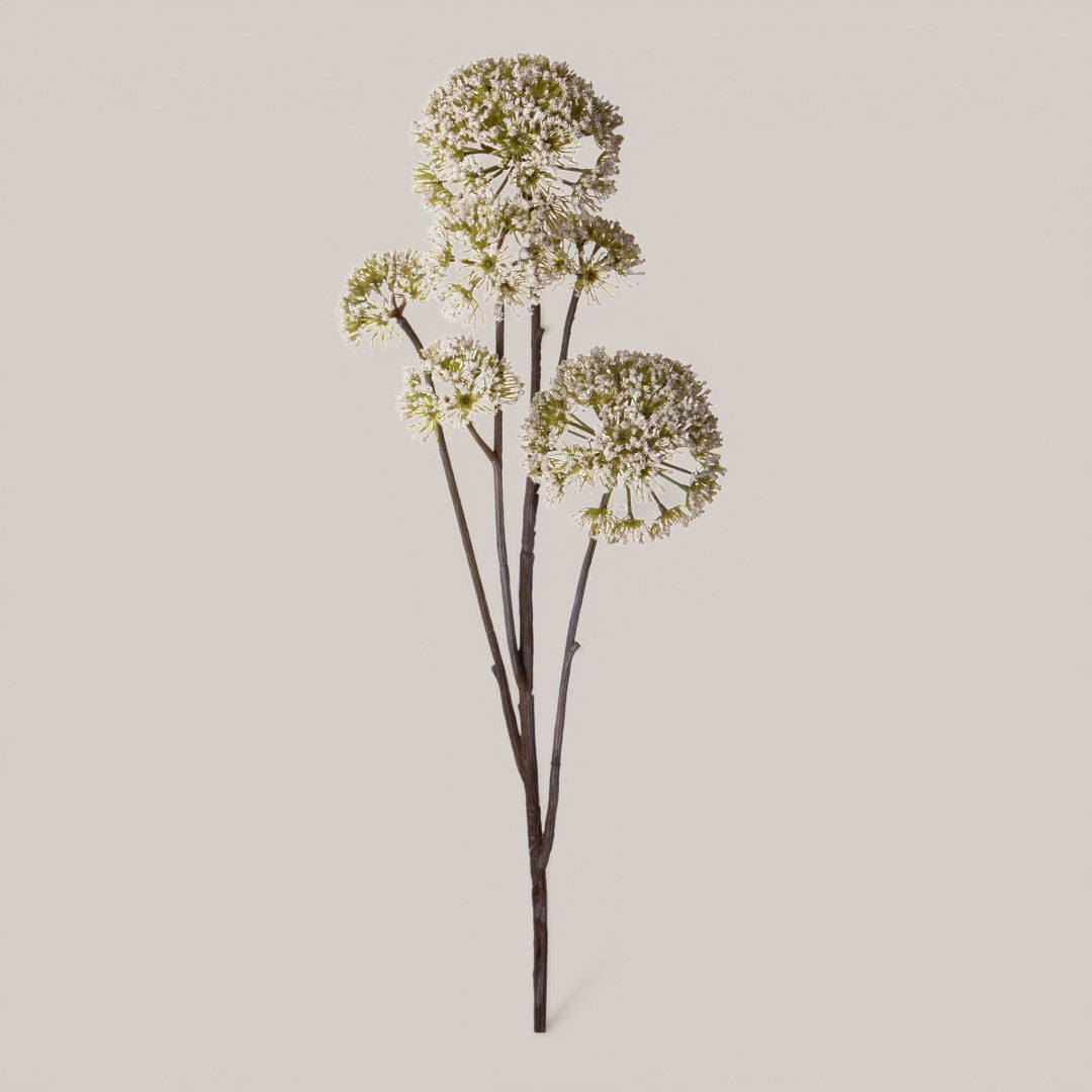 Anethum per 6 rami • 77 cm