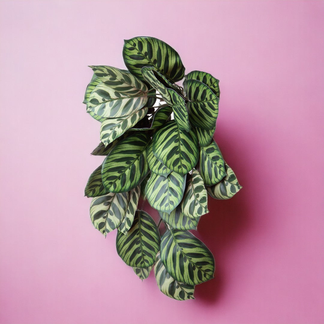 Amaranta vine artificiale • 59 cm