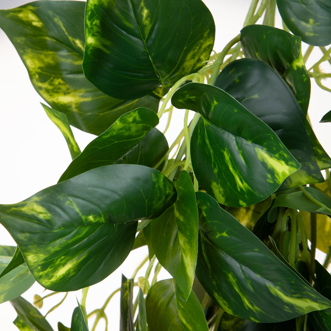 Pothos 166 foglie Cadente • 95 cm