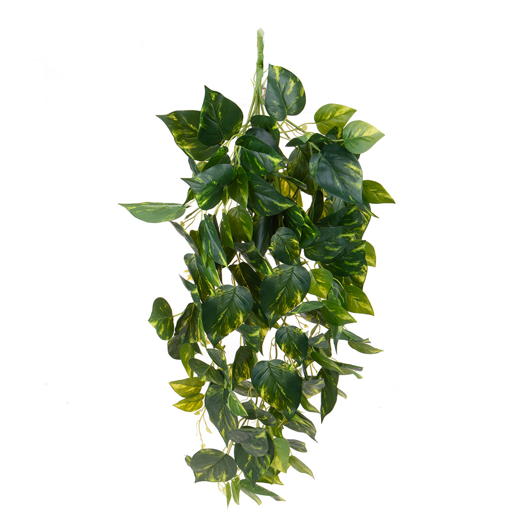 Pothos 166 foglie Cadente • 95 cm