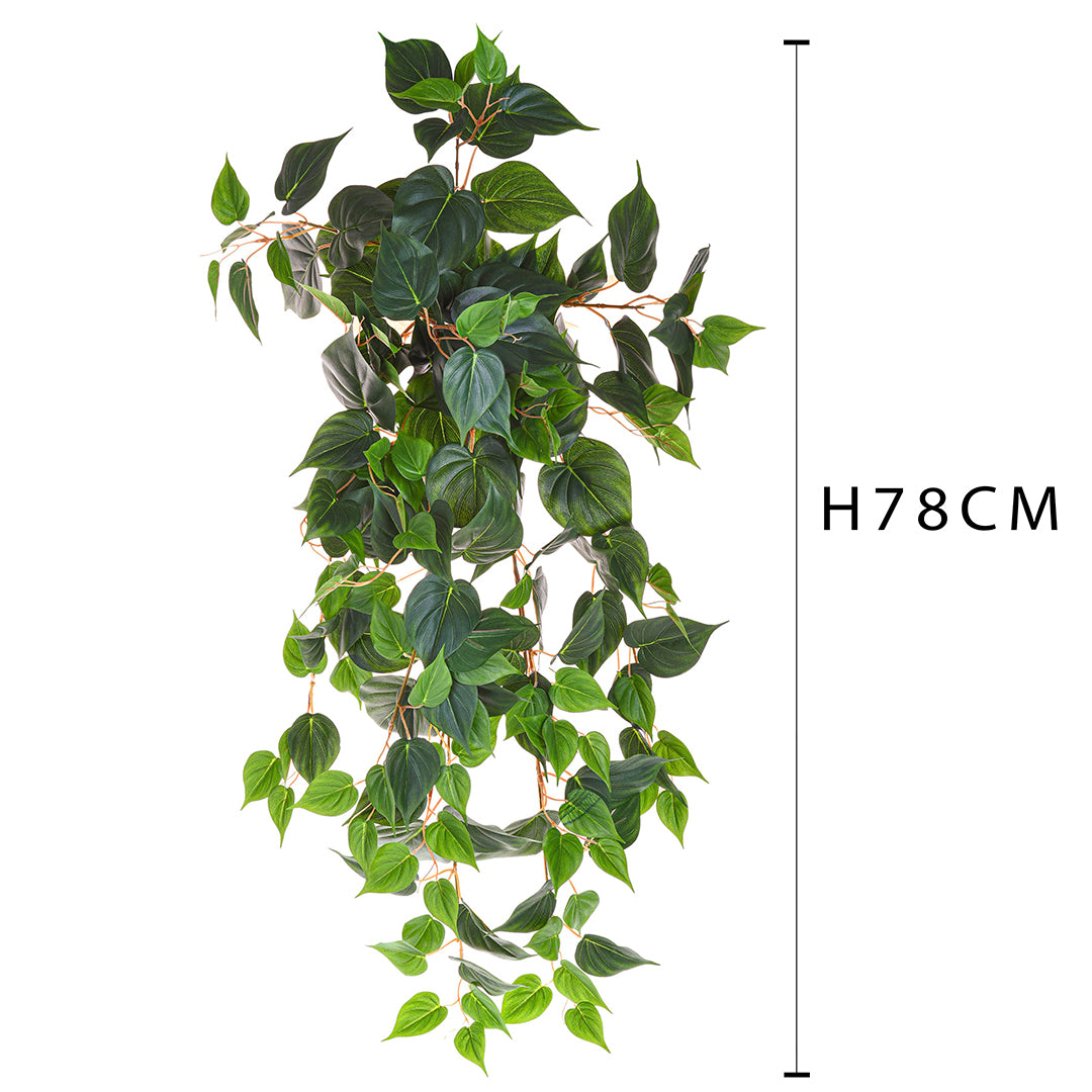 Pianta photos 178 foglie • 78 cm