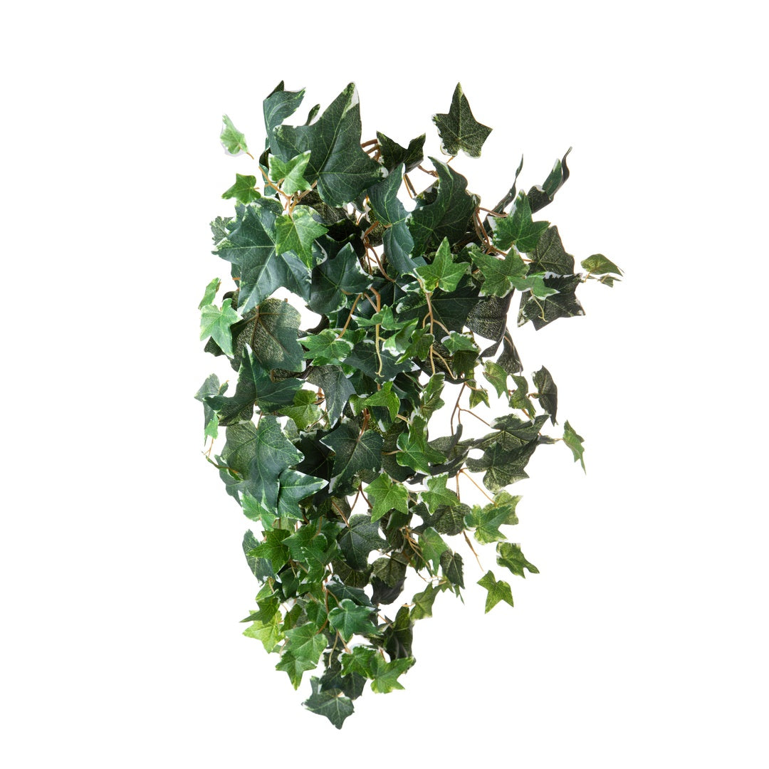 Edera variegata 178 foglie • 78 cm