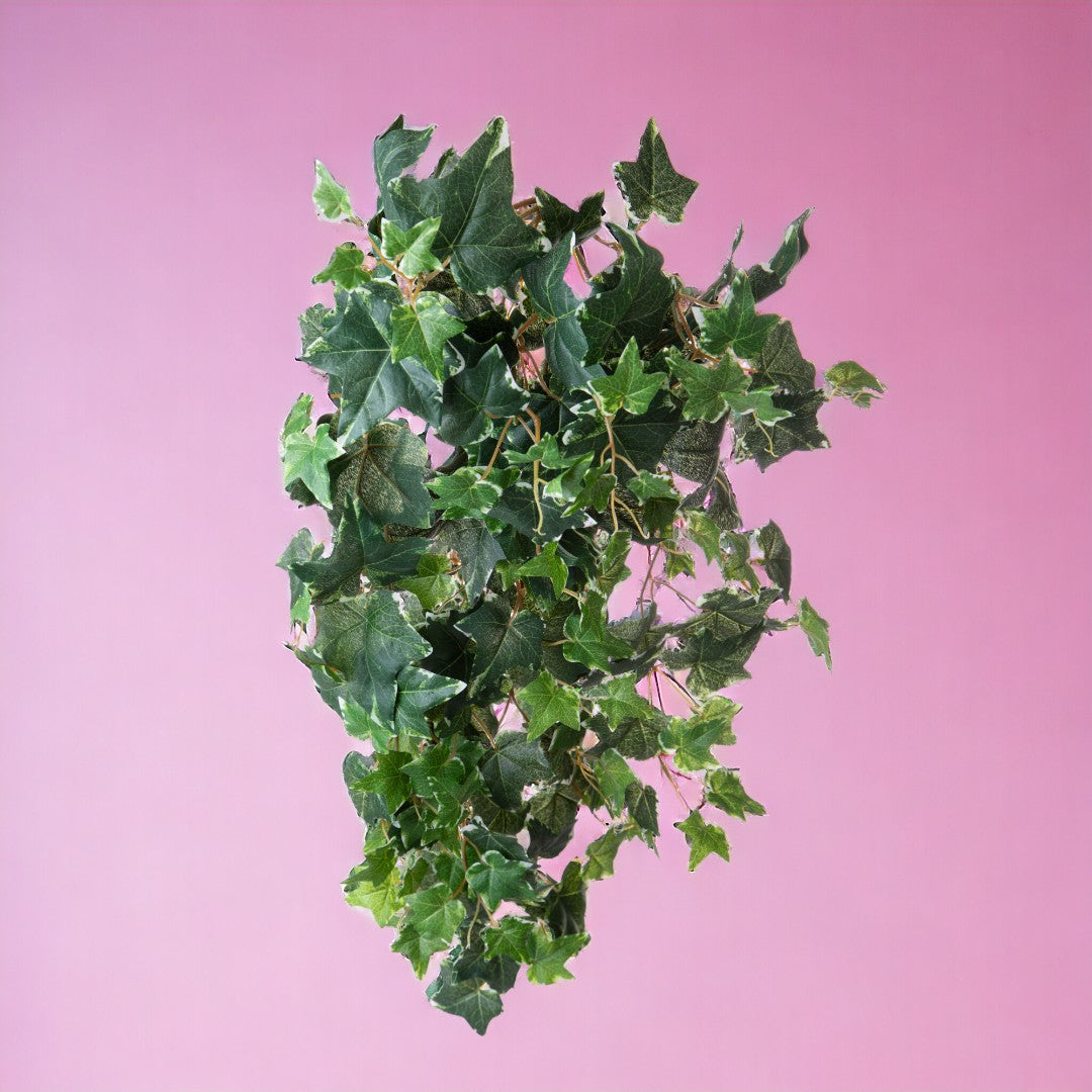 Edera variegata 178 foglie • 78 cm