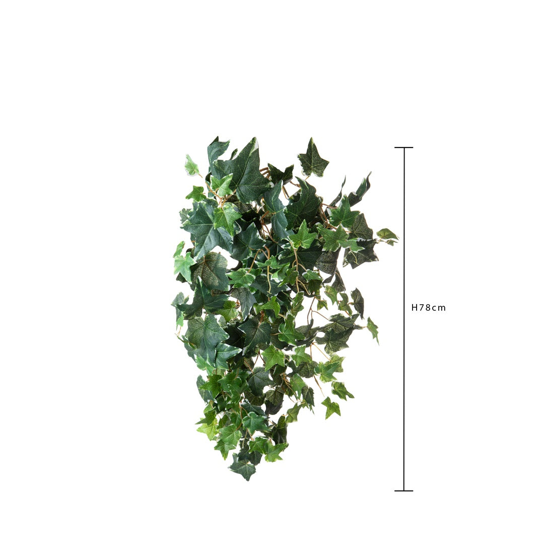 Edera variegata 178 foglie • 78 cm