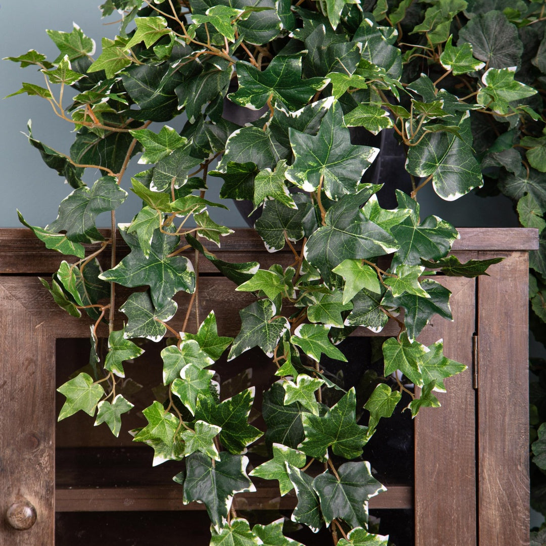 Edera variegata 178 foglie • 78 cm