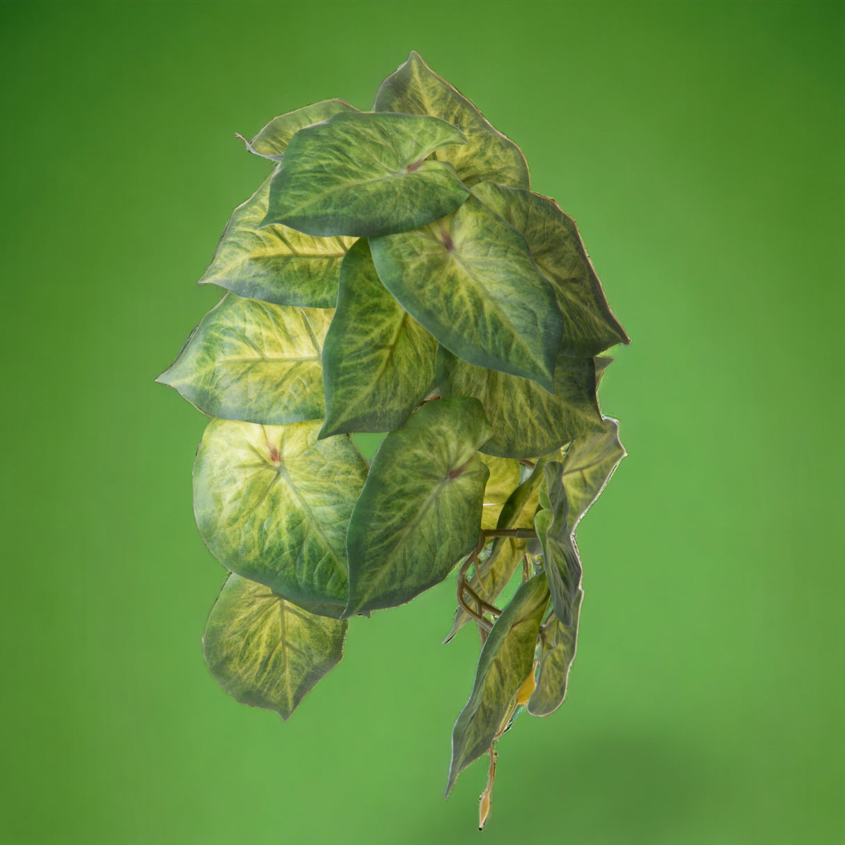 Syngonium con foglie artificiale • 18 cm