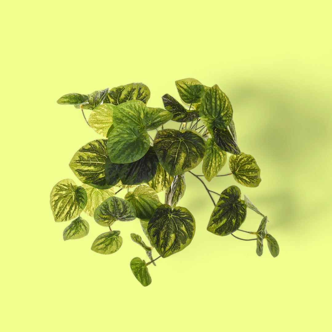 Peperomia 43 foglie artificiale • 28 cm