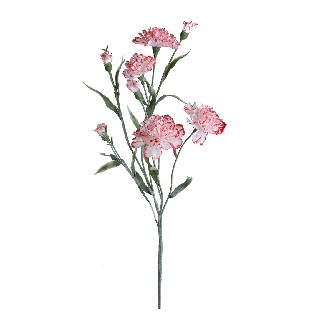 Miniatura Screziata • 70 cm