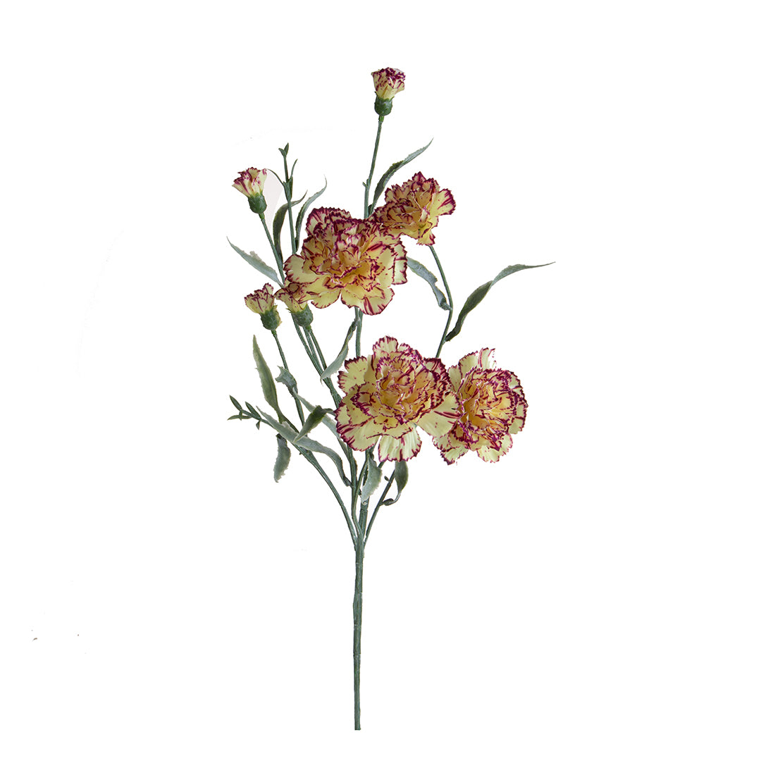 Miniatura Screziata • 70 cm