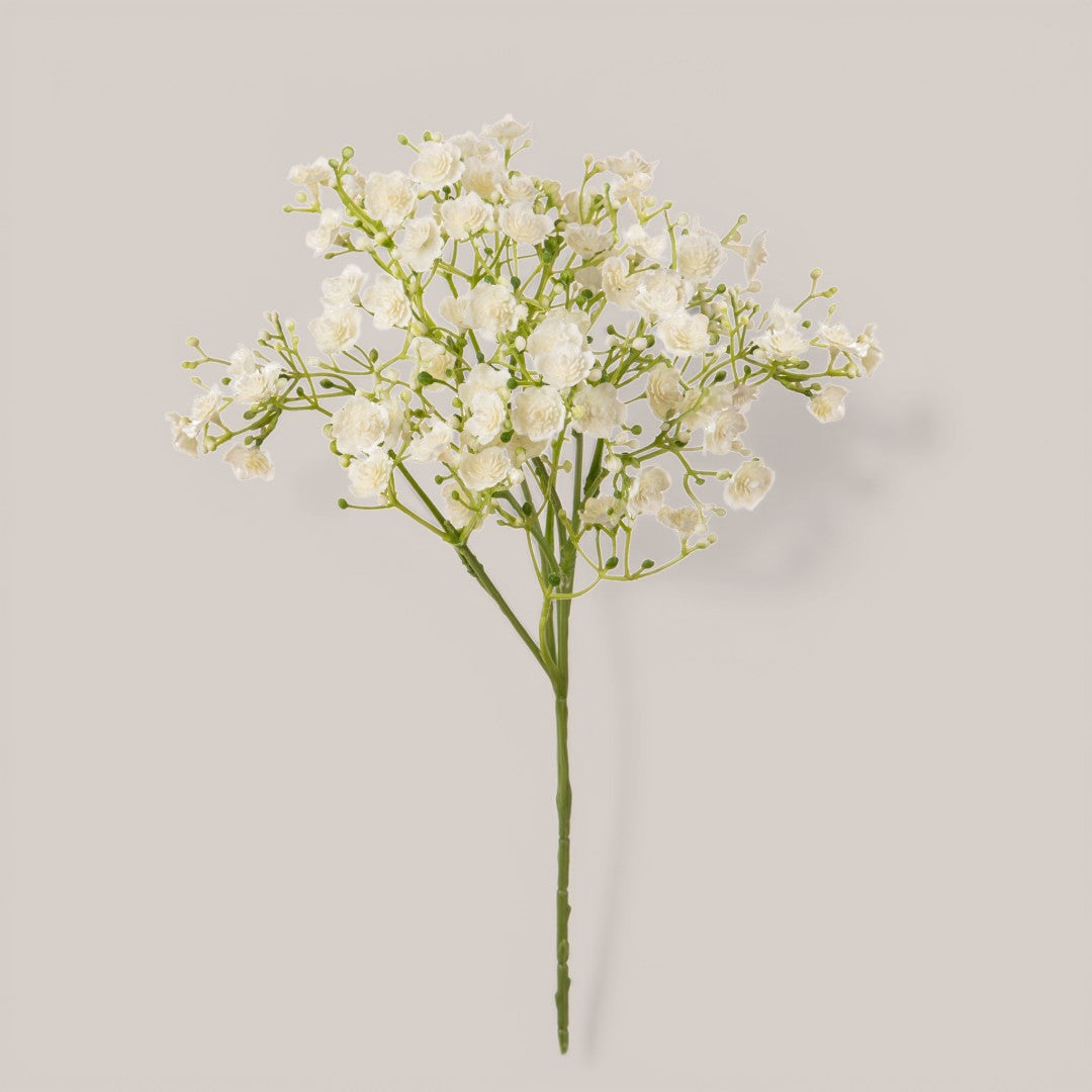 Gipsophila Doppio Petalo • 46 cm
