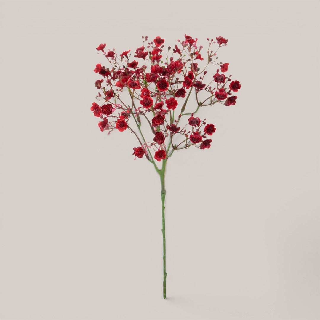 Gipsophila a doppio petalo • 46 cm