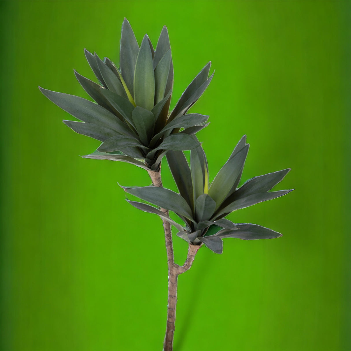 Dracena con 2 rami • 60 cm