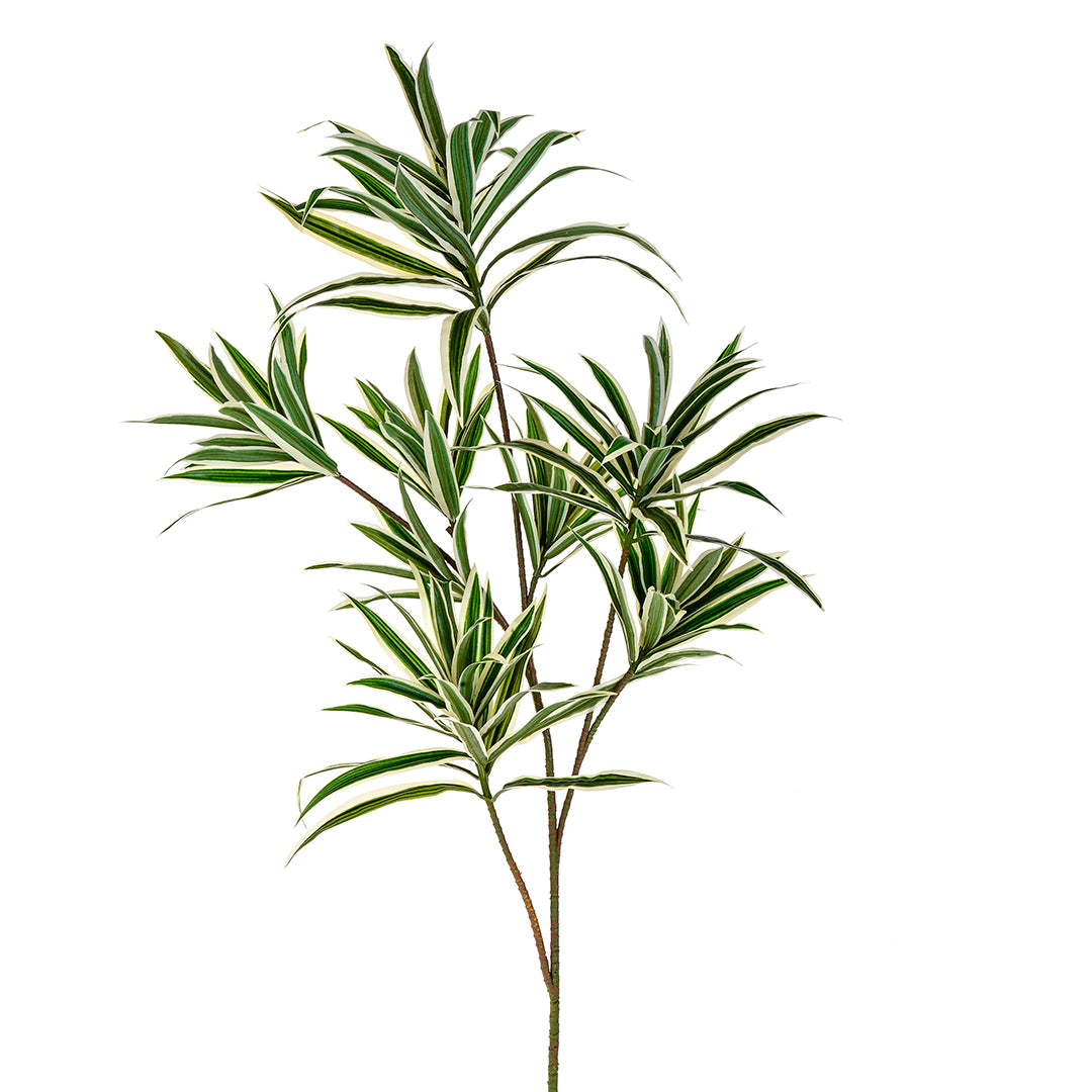 Dracena con 141 foglie artificiale • 84 cm