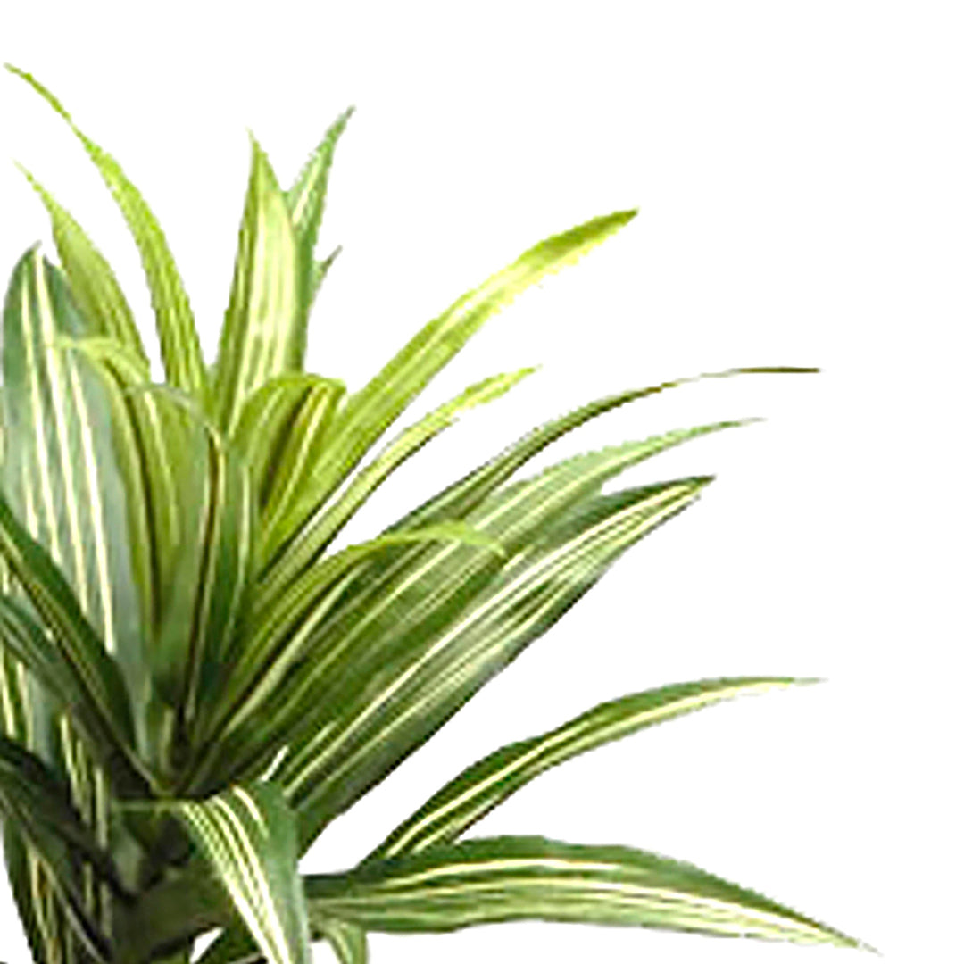 Dracena con 141 foglie artificiale • 83 cm