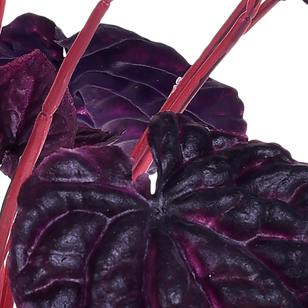 4 Pezzi • Mini peperonia composto da 18 foglie artificiale • 29 cm