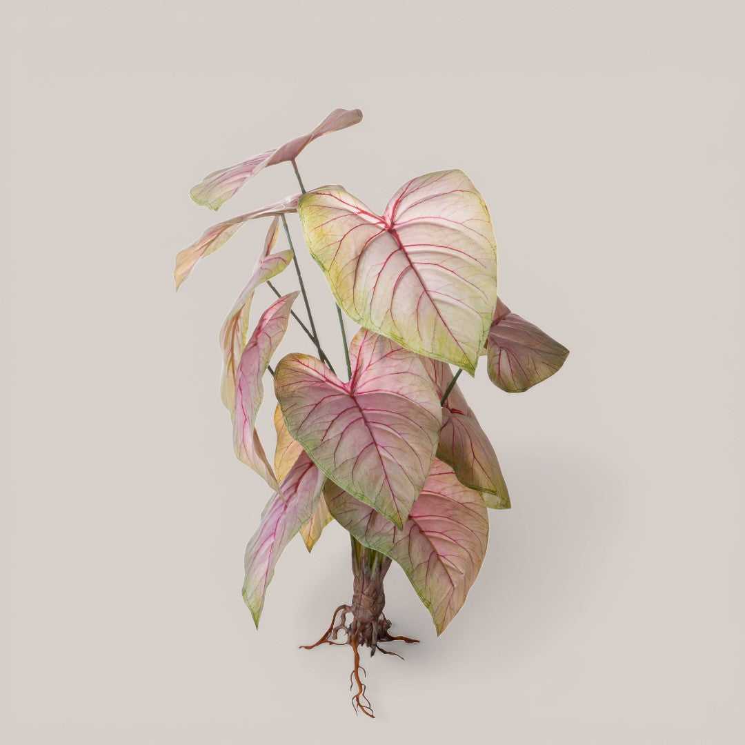 Caladium con 12 foglie • 50 cm