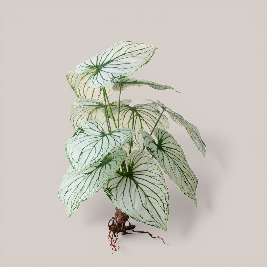 Caladium con 12 foglie • 50 cm