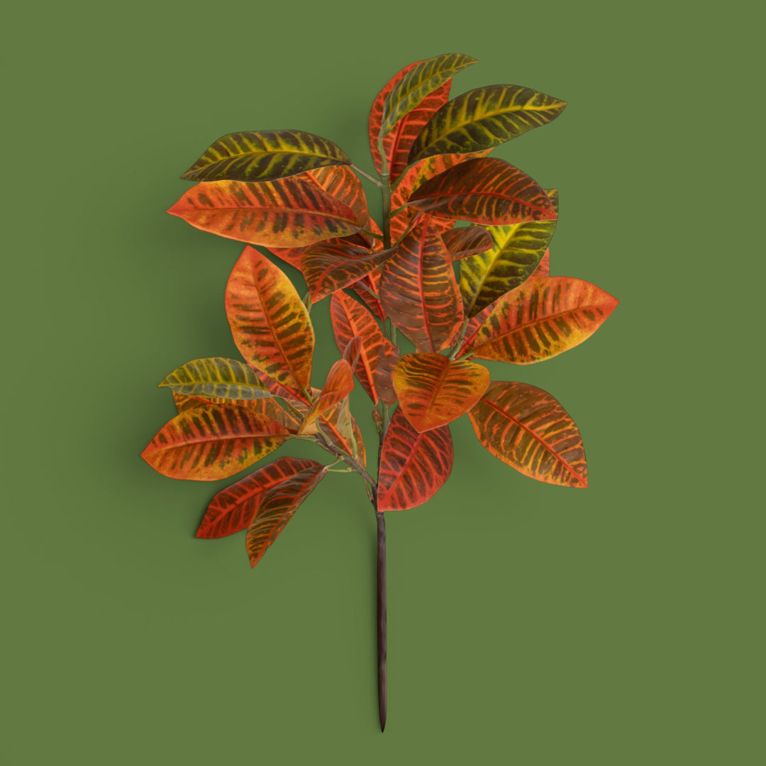 Pianta Croton 22 Foglie • 100 cm