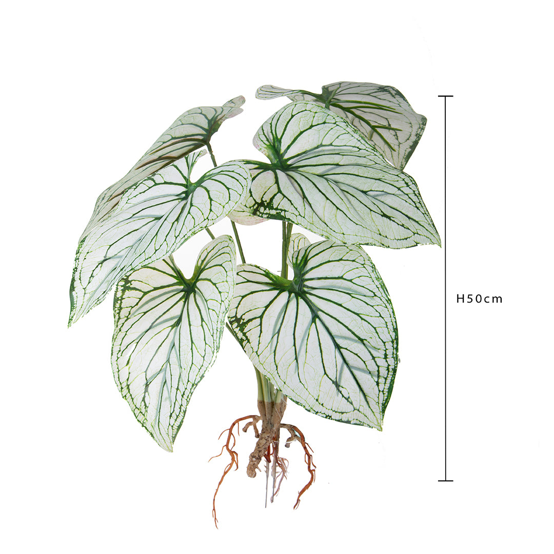 Caladium con 8 foglie • 50 cm
