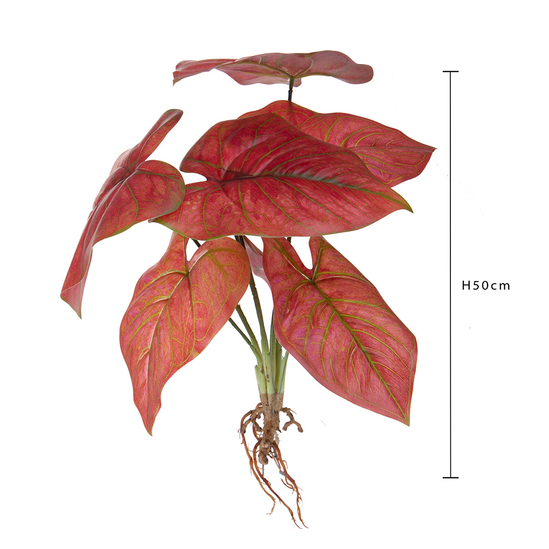 Caladium con 8 foglie • 50 cm