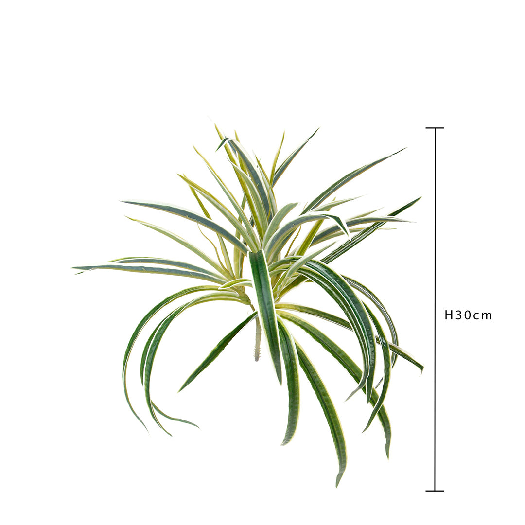 Phalangium artificiale • 30 cm