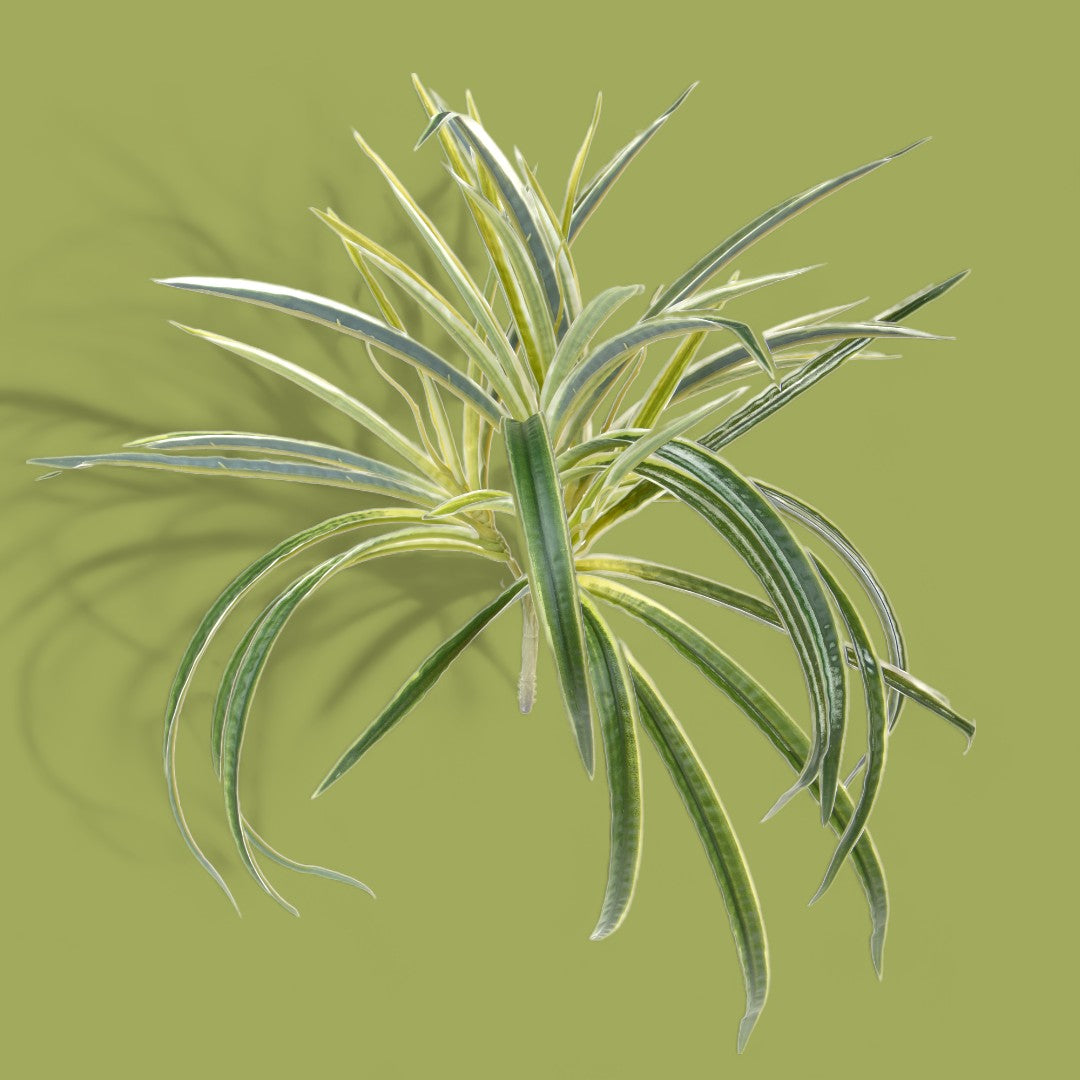 Phalangium artificiale • 30 cm