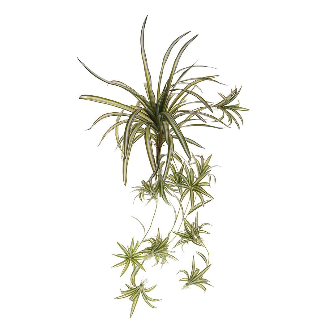 Phalangium 40 foglie • 88 cm
