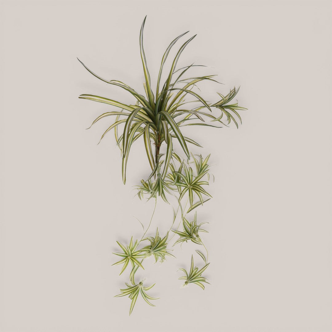 Phalangium 40 foglie • 88 cm