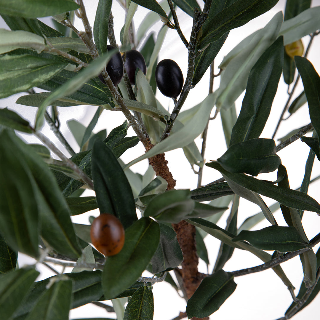Pianta Olivo • 90 cm