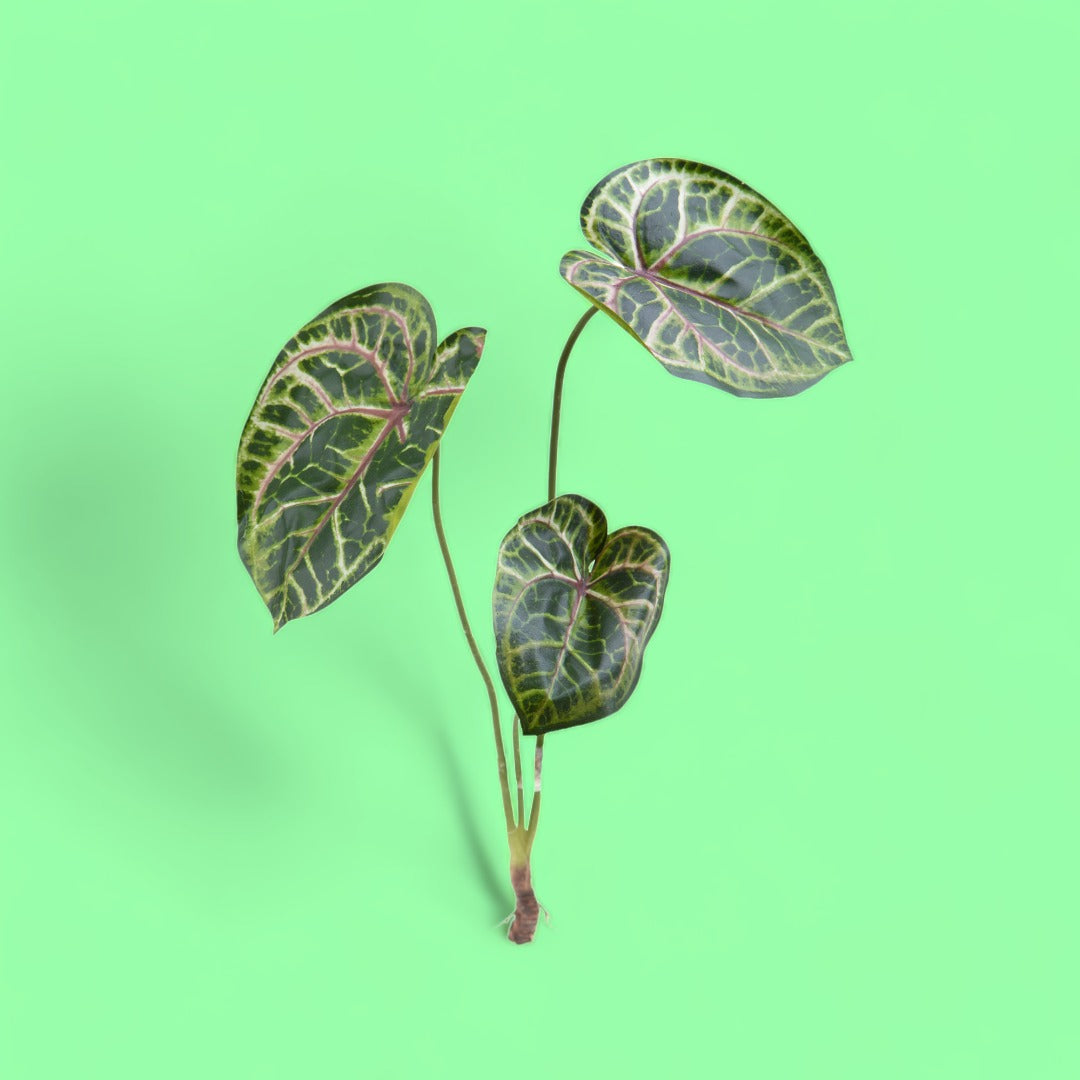 Caladium pianta artificiale • 65 cm