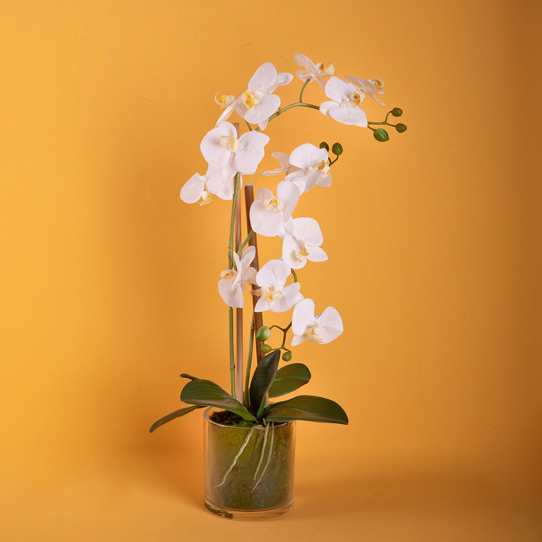 Pianta di orchidea artificiale phalaenopsis vaso • 56 cm
