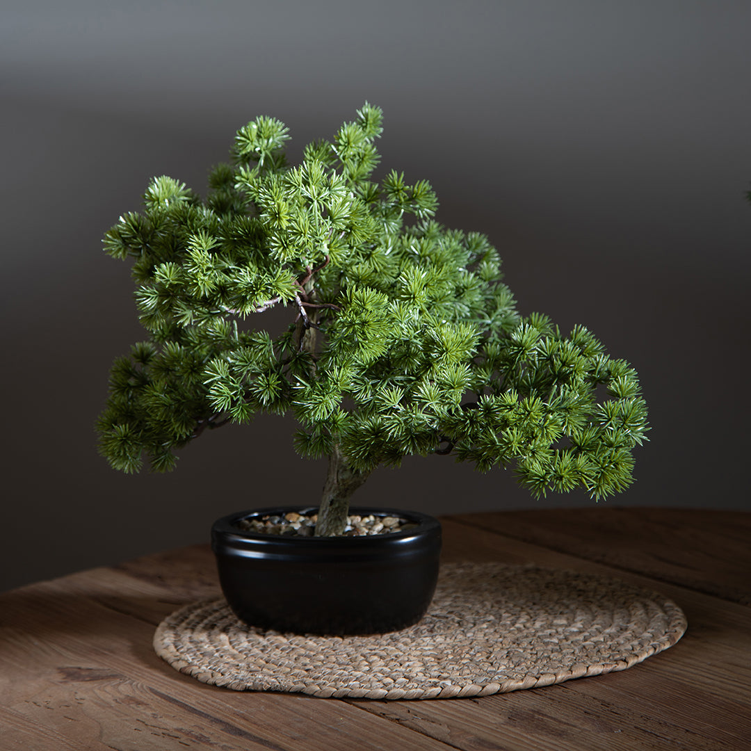 Bonsay Minipino In Vaso • 30 cm