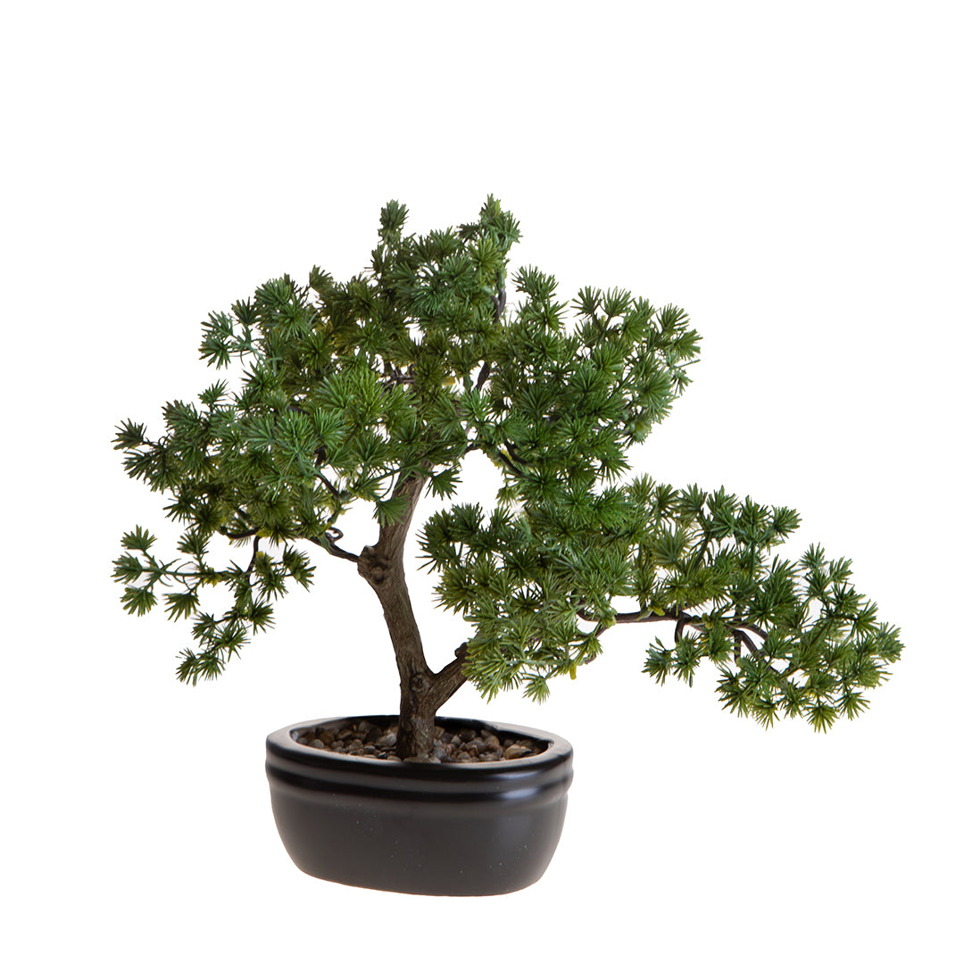 Bonsay Minipino In Vaso • 30 cm