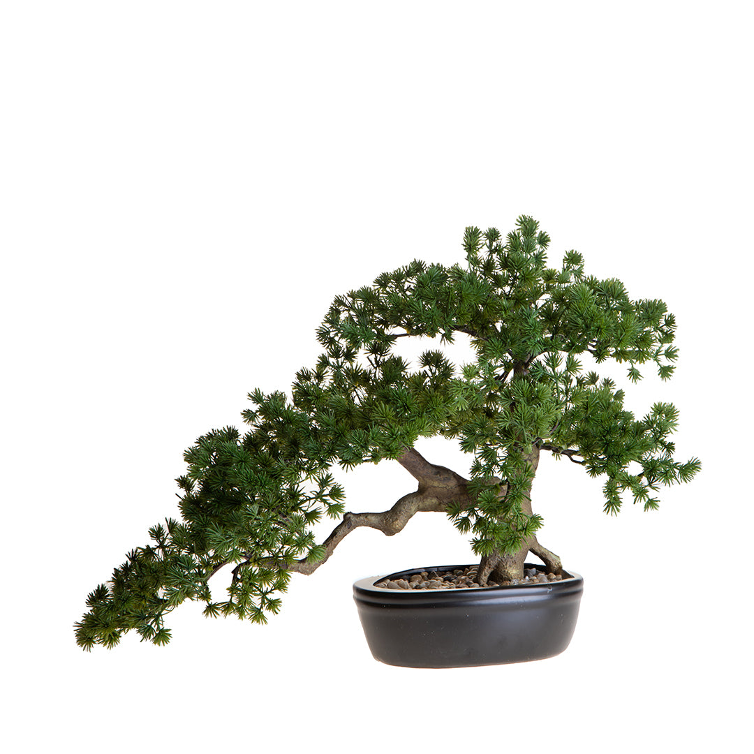 Bonsay Minipino In Vaso • 36 cm