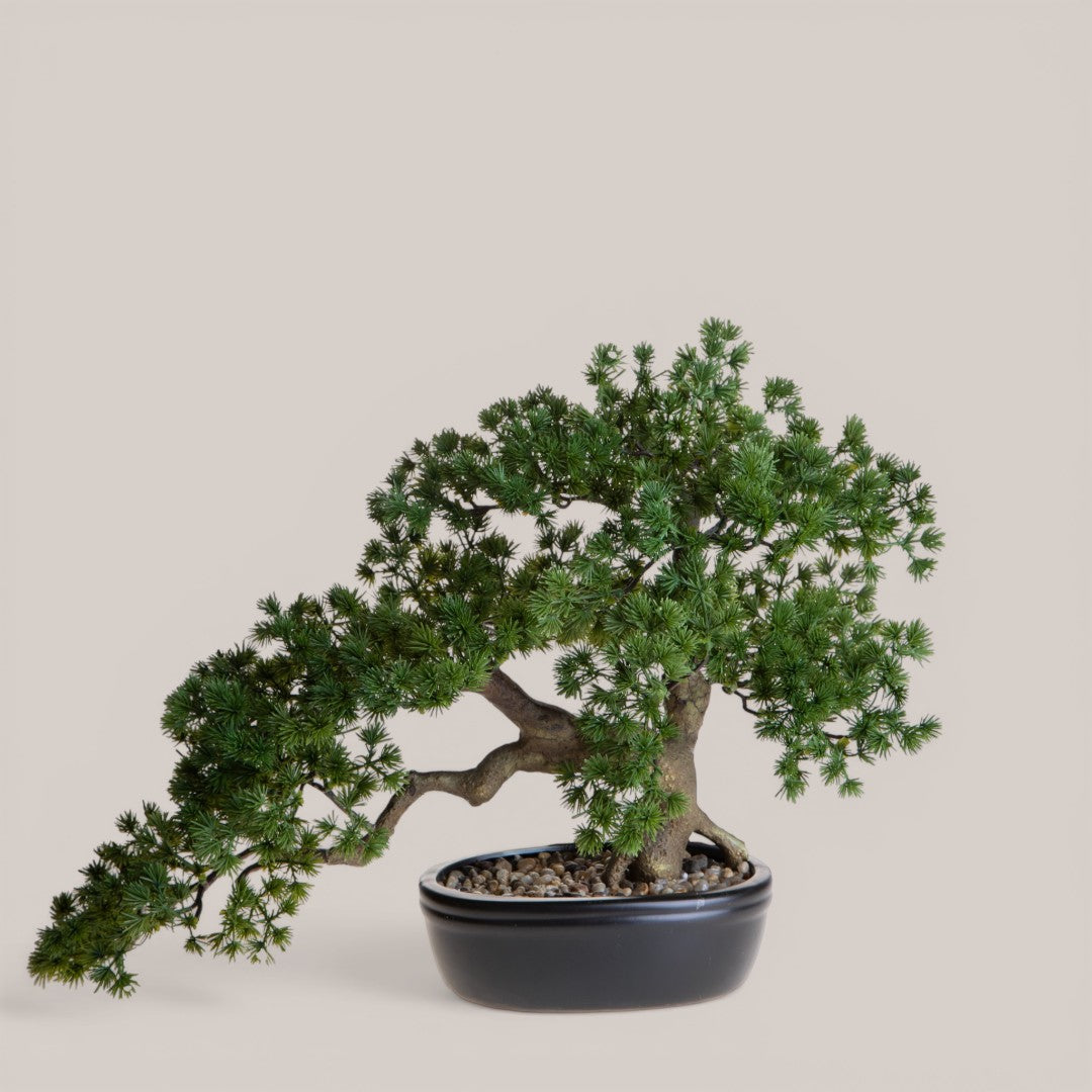 Bonsay Minipino In Vaso • 36 cm