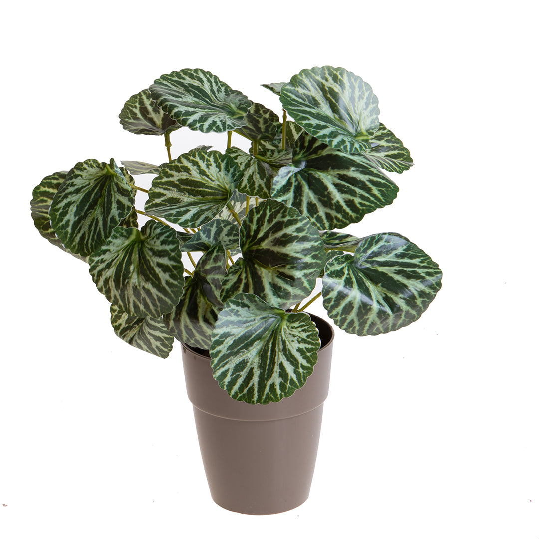 Vaso con Saxifraga per 25 • 30 cm
