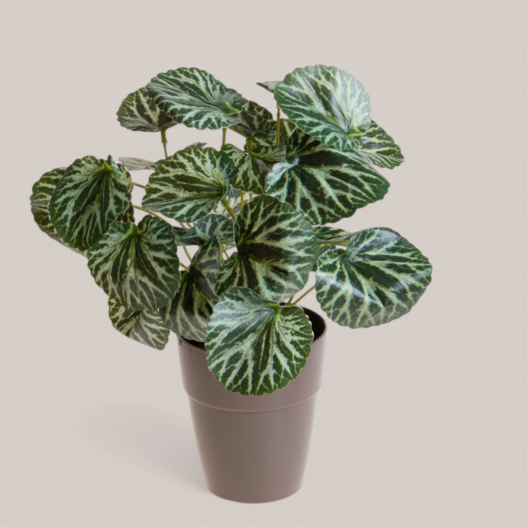 Vaso con Saxifraga per 25 • 30 cm