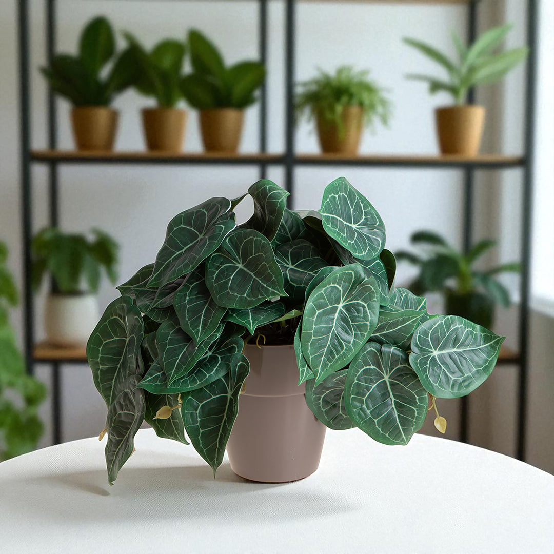 Vaso con Syngonium per 22 • 23 cm