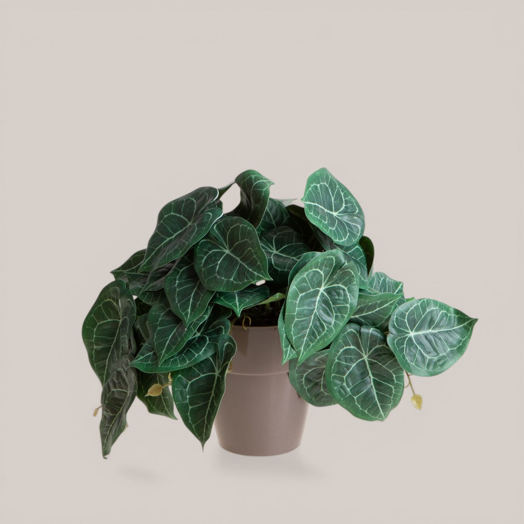 Vaso con Syngonium per 22 • 23 cm