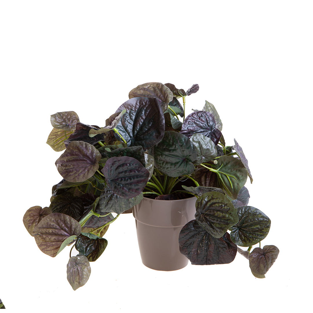 Vaso con Cadente Peperomia Gr/Purp