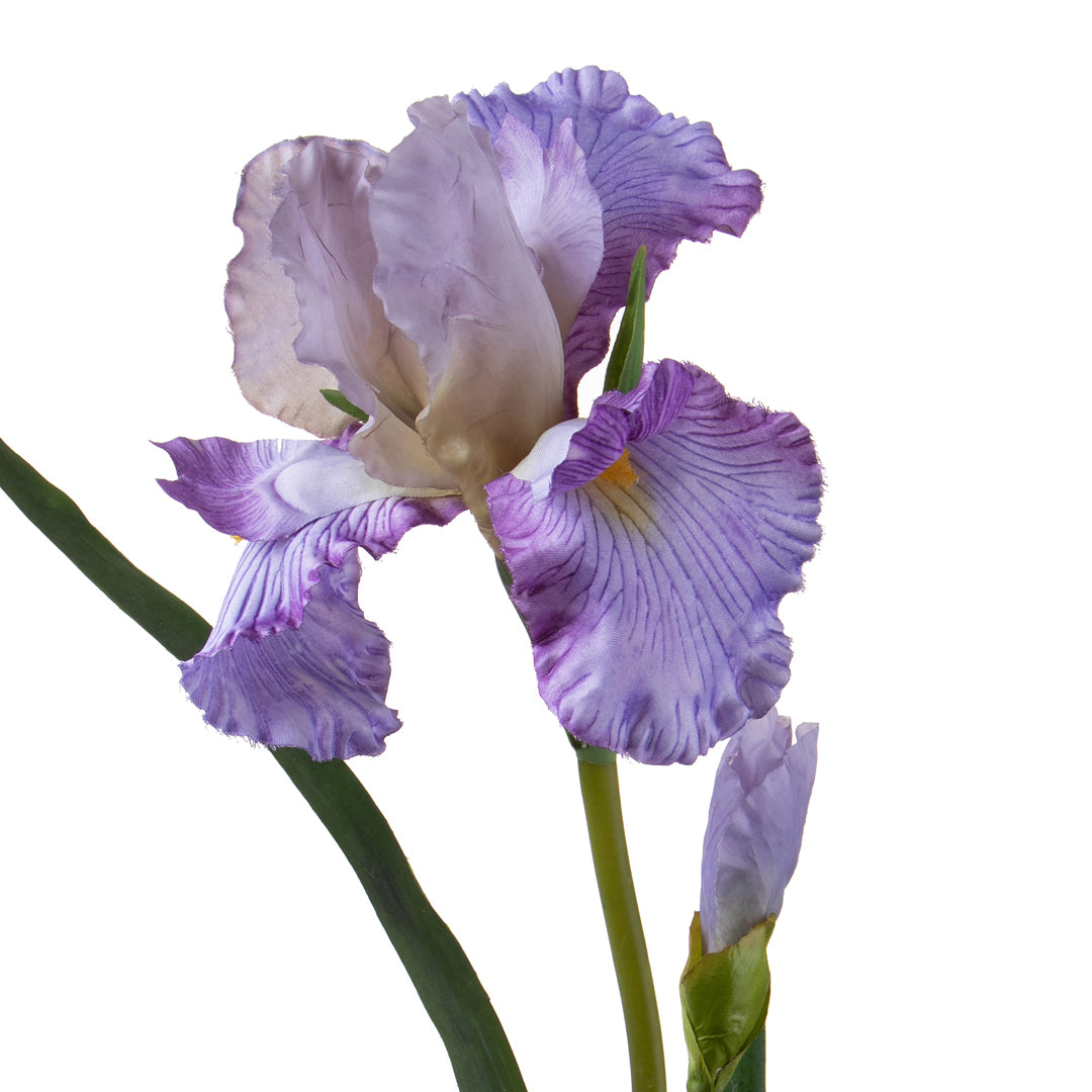 2 Pezzi • Giaggiolo Fiore • 95 cm