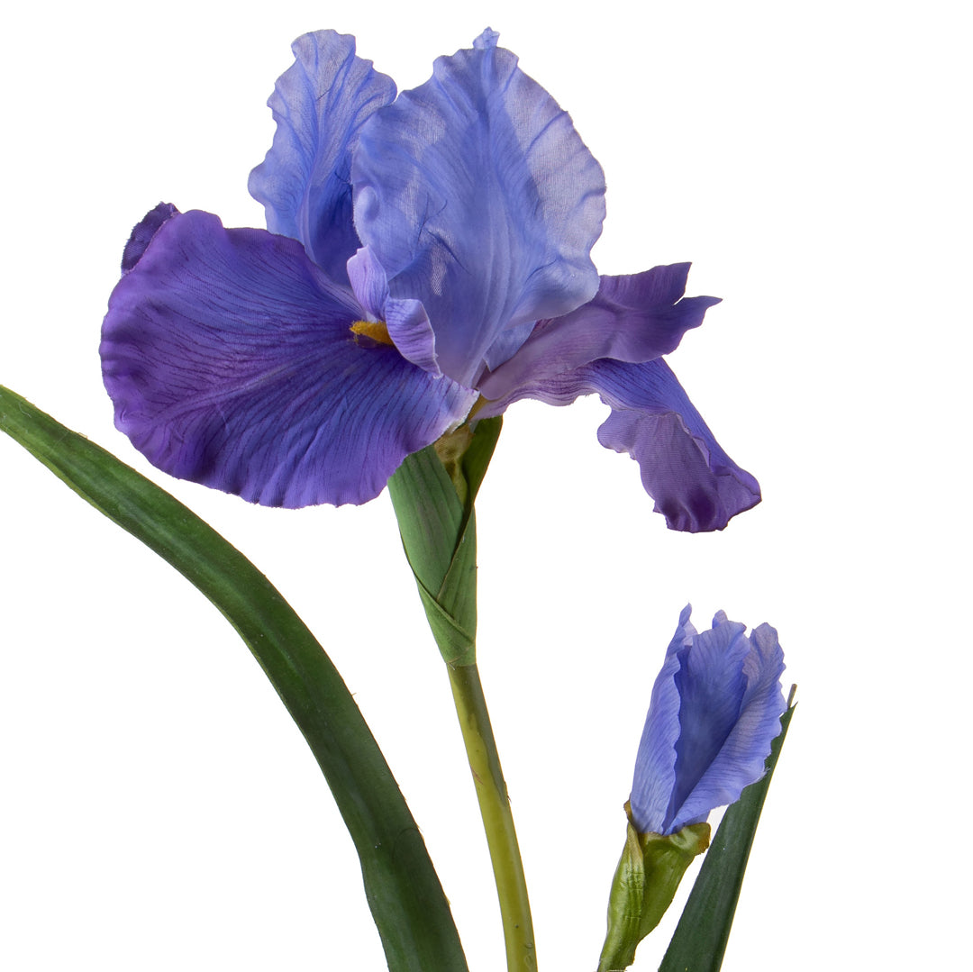 2 Pezzi • Giaggiolo Fiore • 95 cm