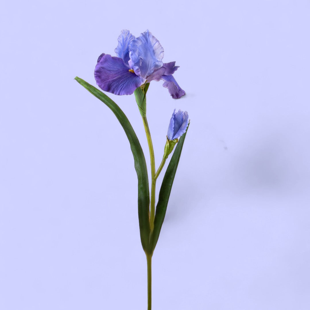 2 Pezzi • Giaggiolo Fiore • 95 cm