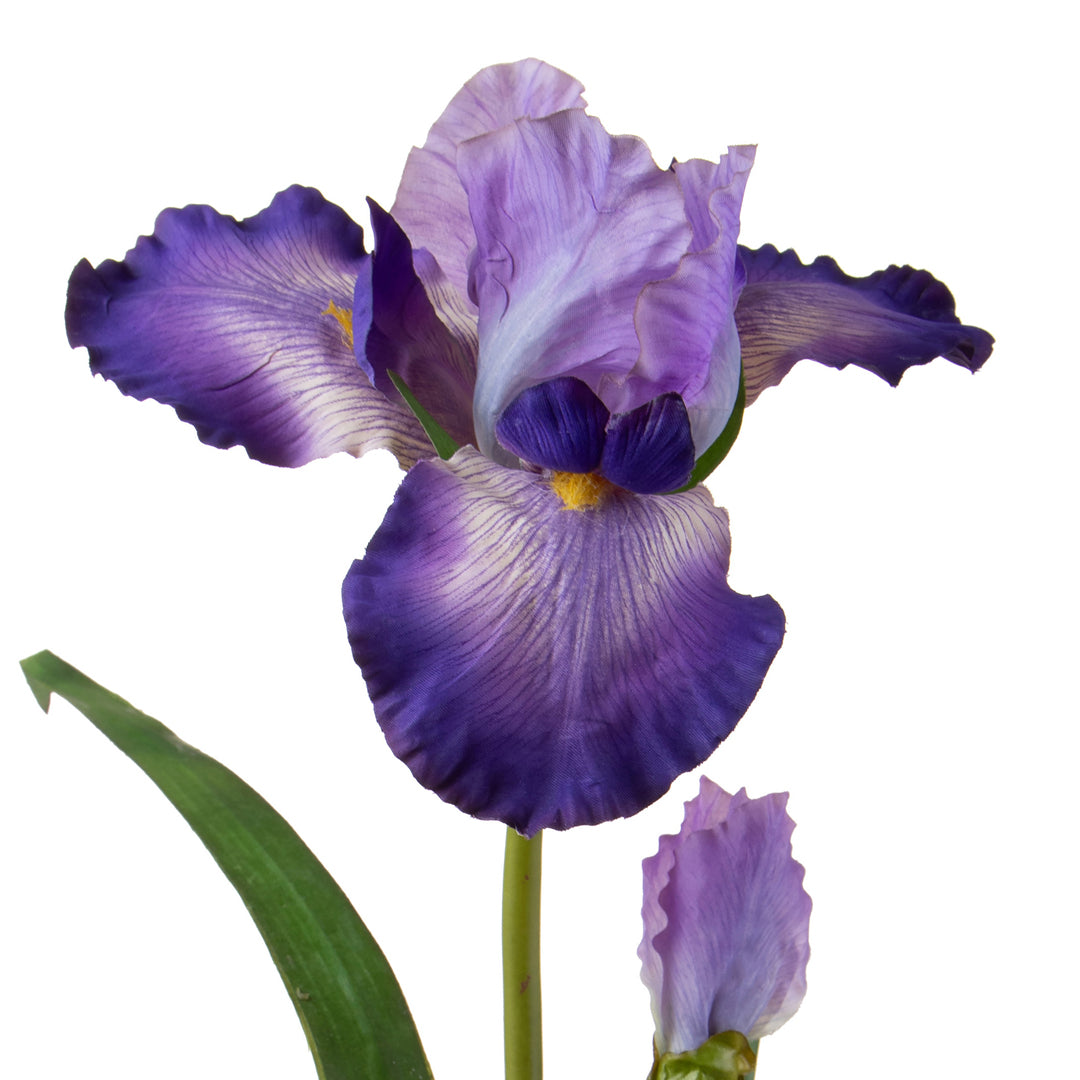 2 Pezzi • Giaggiolo Fiore • 95 cm