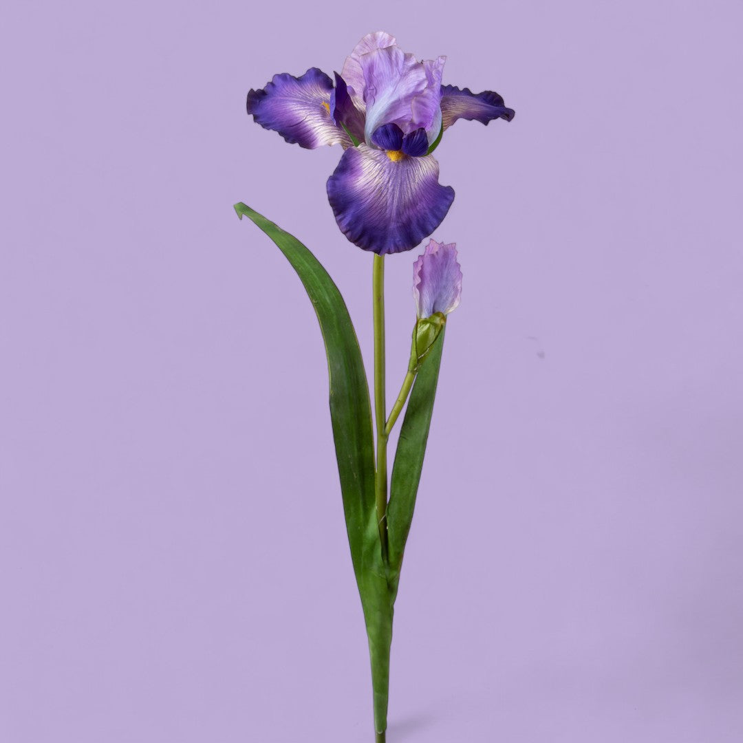 2 Pezzi • Giaggiolo Fiore • 95 cm