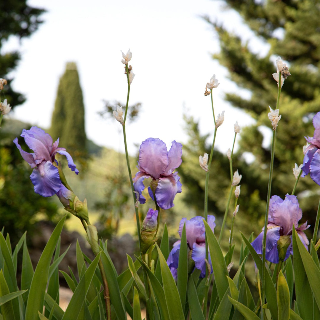 3 Pezzi • Fiore di Iris artificiale composto da 2 fiori • 84 cm