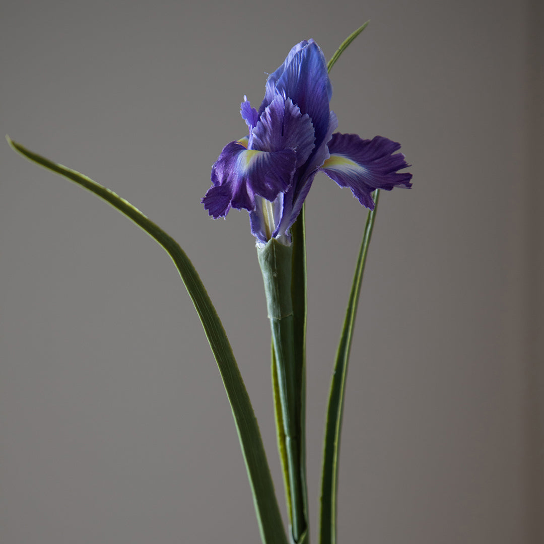 Iris Singolo • 70 cm